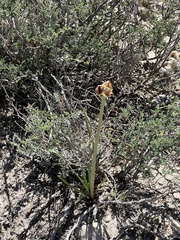Zephyranthes chlorosolen