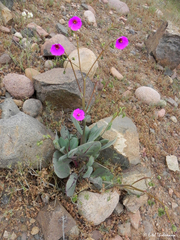 Cistanthe grandiflora