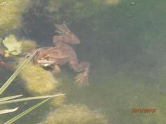 Pelophylax bedriagae