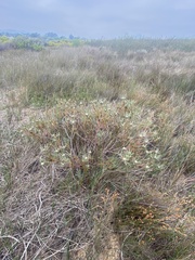 Leucadendron lanigerum laevigatum
