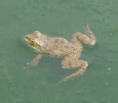 Pelophylax bedriagae