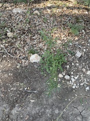 Pombalia verticillata