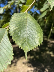 Ulmus