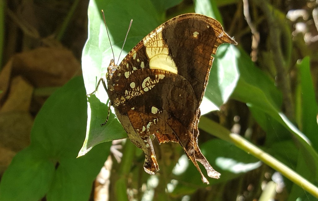 Silver-studded Leafwing