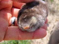 Chrysochloris asiatica