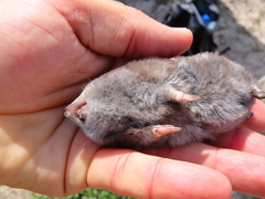 Chrysochloris asiatica