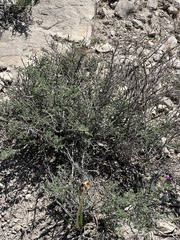 Dalea formosa