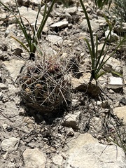Hamatocactus hamatacanthus hamatacanthus