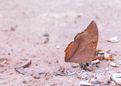 Charaxes bernardus