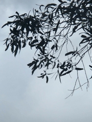 Manorina melanocephala