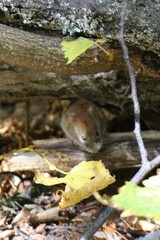 Clethrionomys glareolus