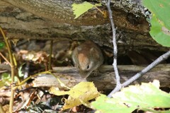 Clethrionomys glareolus