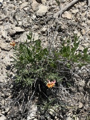 Oenothera hartwegii