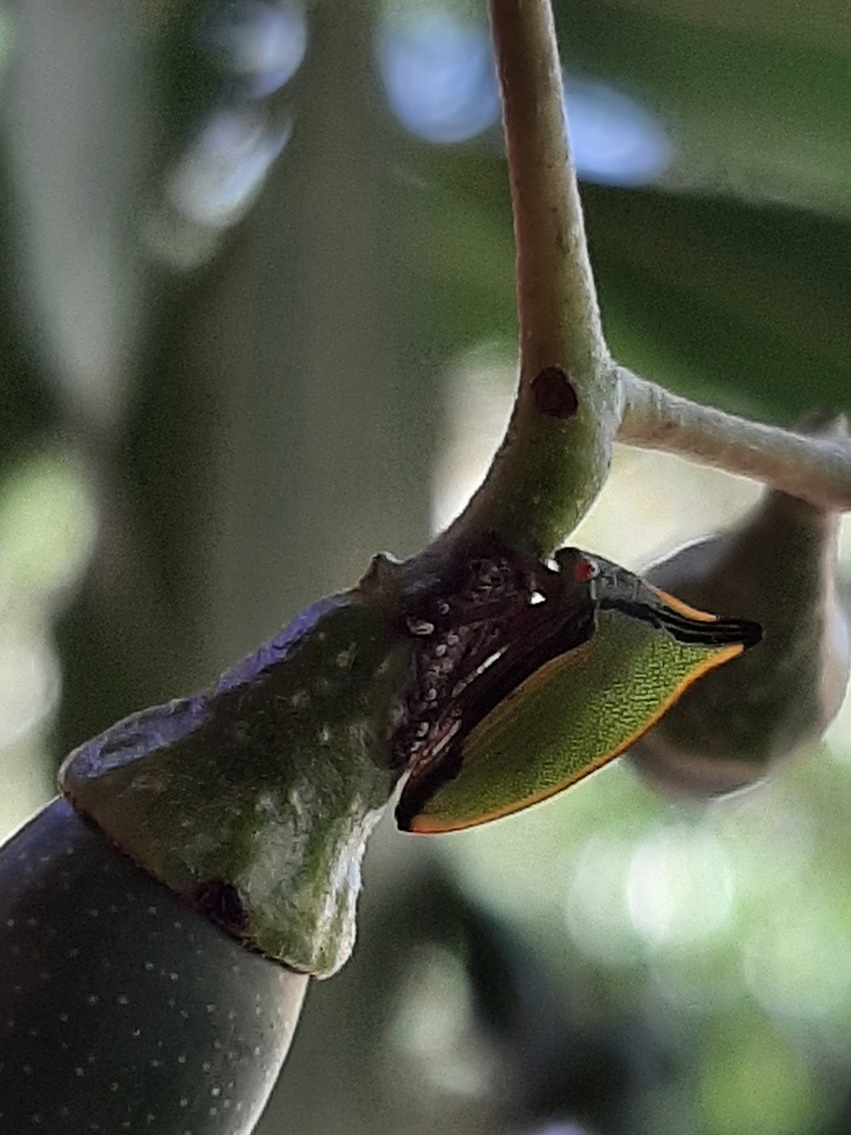 Notogonioides erythropus
