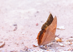 Charaxes bernardus