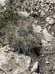 Echinocereus stramineus