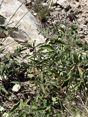 Chamaesaracha sordida