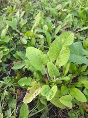 Phlomoides tuberosa