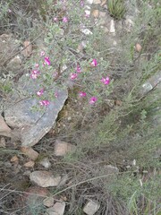 Podalyria burchellii