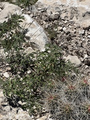 Chamaesaracha sordida