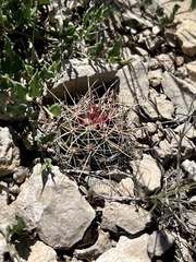 Hamatocactus hamatacanthus hamatacanthus