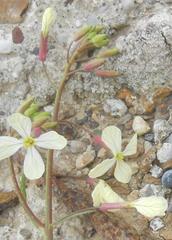 Raphanus raphanistrum