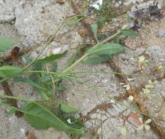 Raphanus raphanistrum