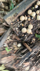 Apioperdon pyriforme