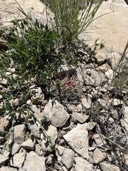 Hamatocactus hamatacanthus hamatacanthus