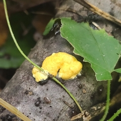 Trichoderma sulphureum