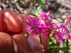 Aizoon paniculatum