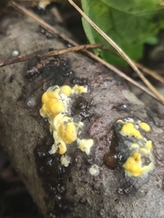 Trichoderma sulphureum