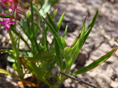 Aizoon paniculatum