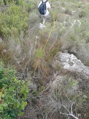Gomphocarpus