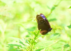 Euploea mulciber