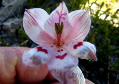 Gladiolus debilis