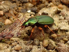 Chlaenius sericeus