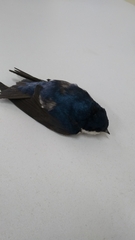 Pygochelidon cyanoleuca