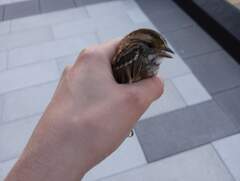 Zonotrichia albicollis