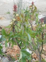 Ricinus communis