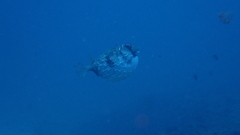 Chilomycterus reticulatus