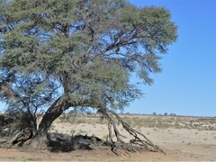 Terathopius ecaudatus