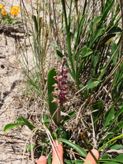 Lachenalia variegata