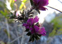 Indigofera glomerata