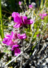 Indigofera glomerata