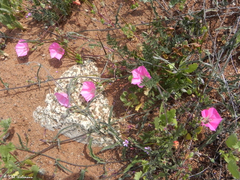 Convolvulus chilensis