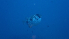 Chilomycterus reticulatus