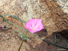 Convolvulus chilensis