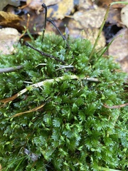 Fissidens taxifolius
