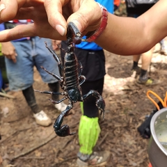 Heterometrus spinifer